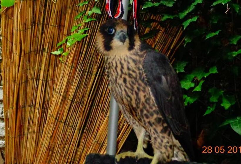 اتاق استاندارد, Astoria Golden House