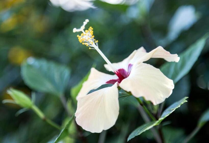 침실 1개 아파트, Happy Days