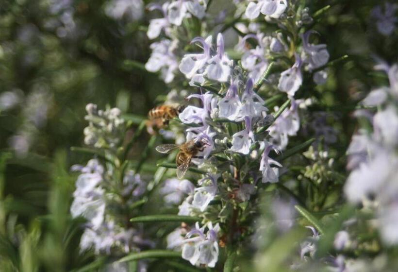 סטודיו סטנדרט נוף לים, Tenuta Agriturismo Il Risveglio