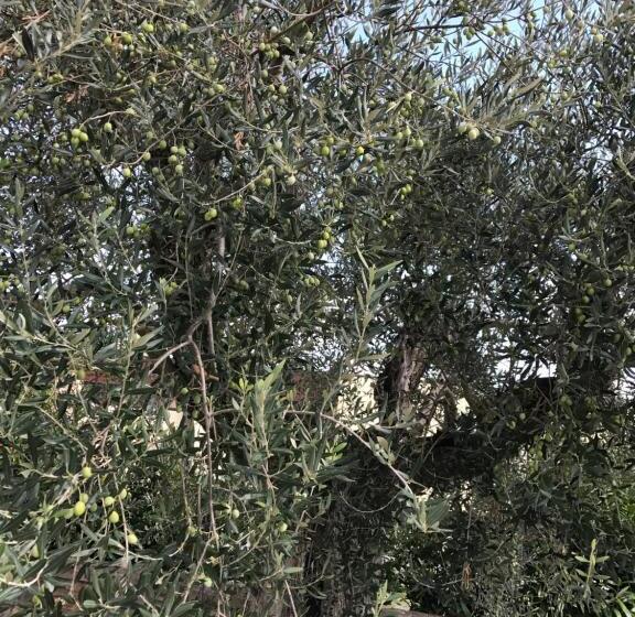 Студия Стандарт, Azienda Agrituristica I Tre Casali