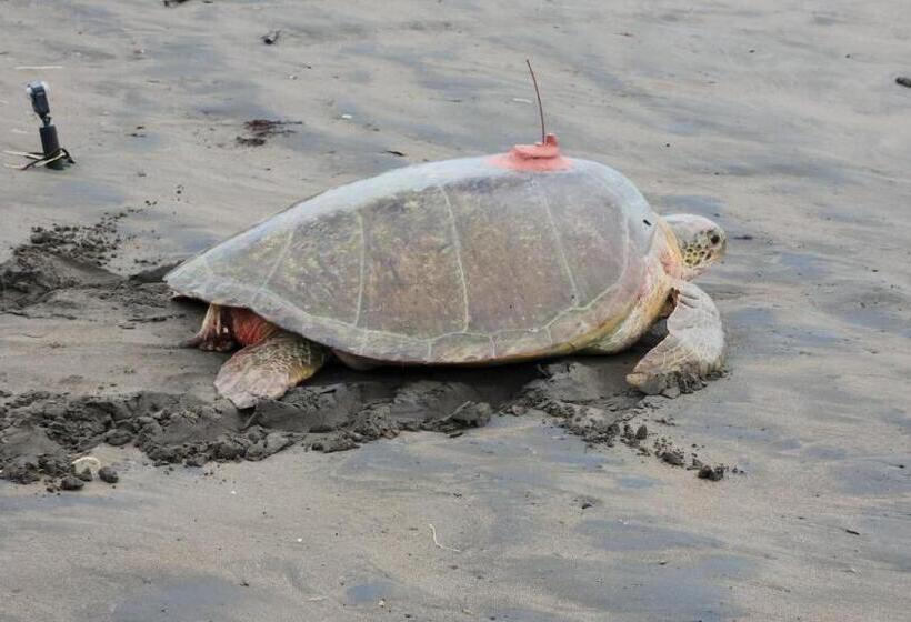 스탠다드 트리플 룸, Apartahotel & Gym Rondon