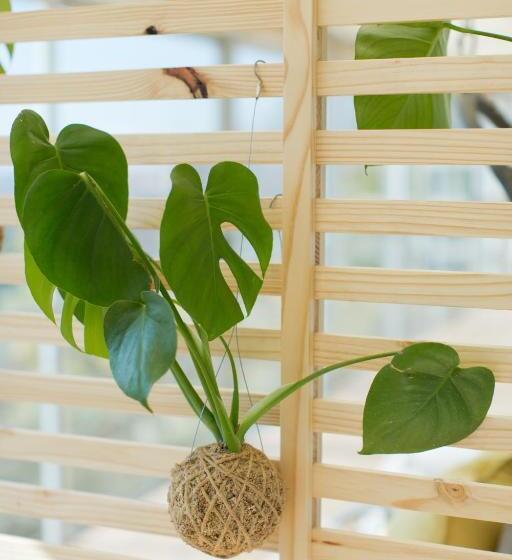 标准间, Pablo House