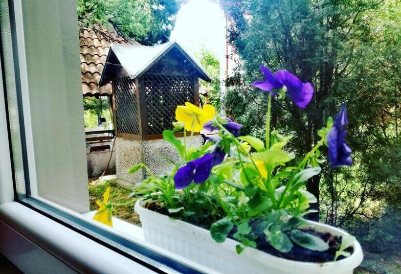 استودیو خانوادگی, Maslina Rooms