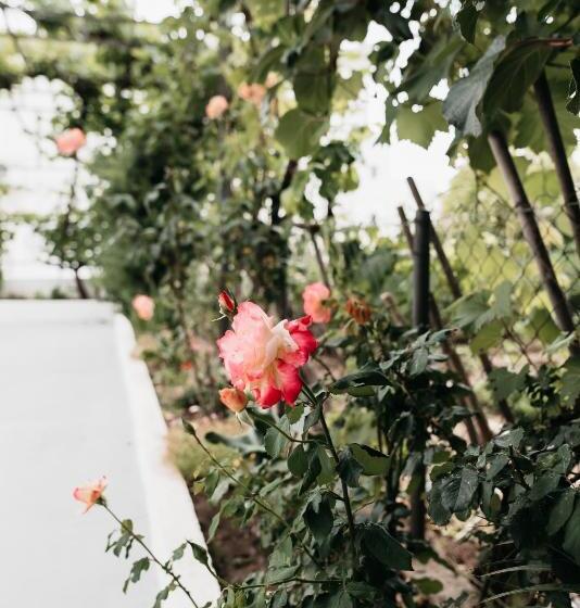 آپارتمان 1 خوابه, Guest House Lalic