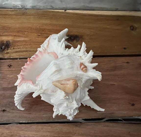 بنجلو قياسى مطلّ علي الحديقة, Pd Guesthouse