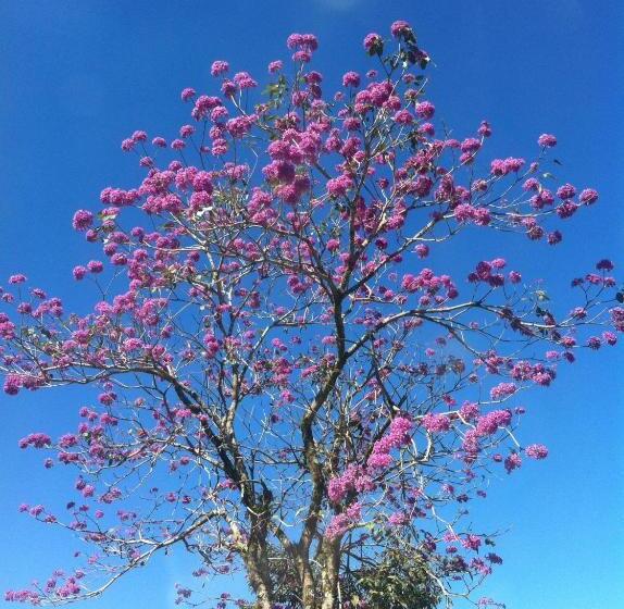 标准单人间, Hospedaria Abbud & Fernandez