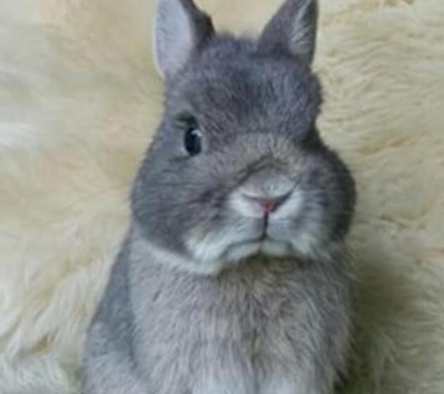 标准单人间, Hospedaria Abbud & Fernandez