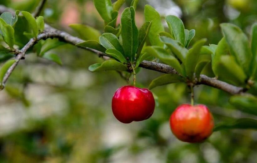 豪华房间, Hospedaria Abbud & Fernandez