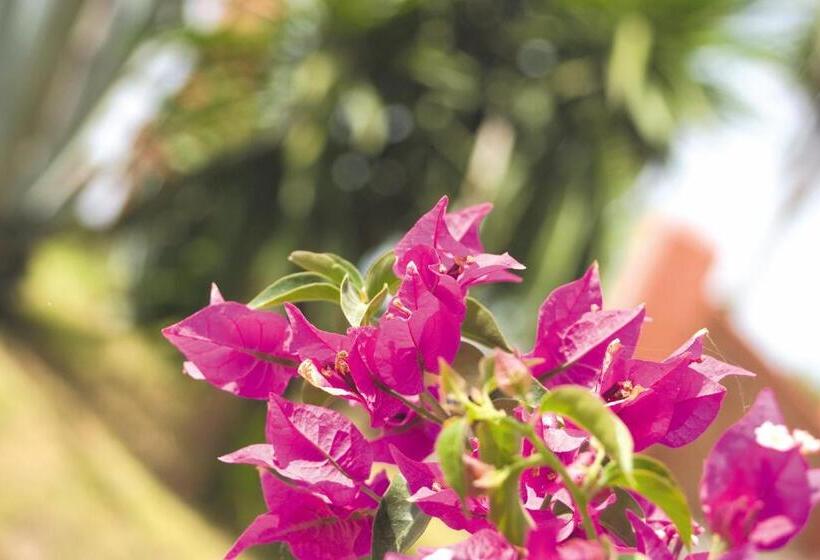 בקתה סטנדרטית, Beach Hotel Dos Mares