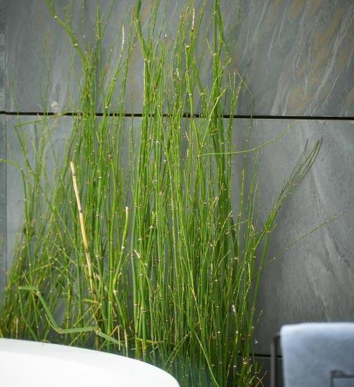 ペントハウスルーム, Regina