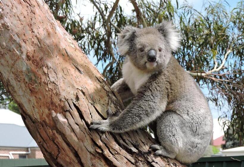 חדר משפחתי מקשר, Melaleuca Motel