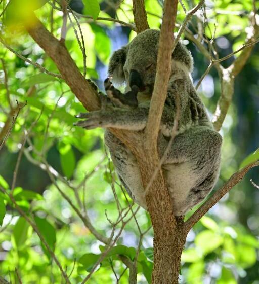 スタンダードスタジオ, Amaroo On Mandalay, Magnetic Island
