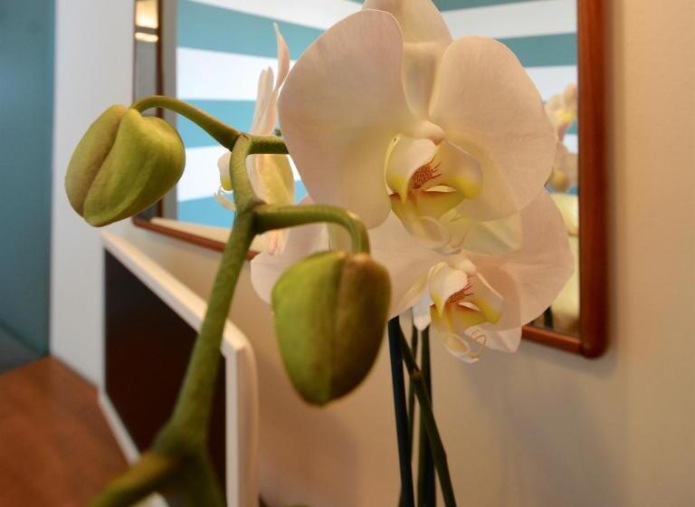 اتاق استاندارد سه نفره, Astor