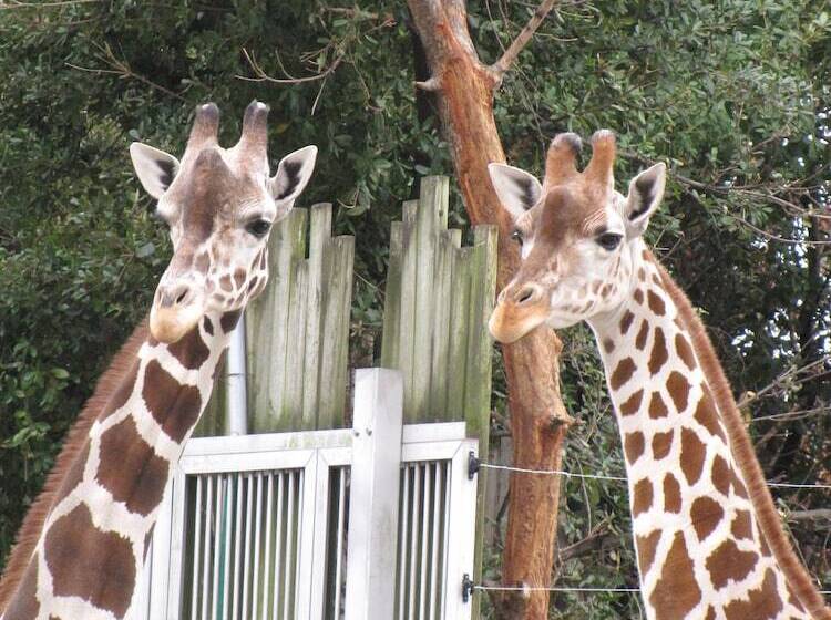 Номер Стандарт, Miyako City Osaka Tennoji