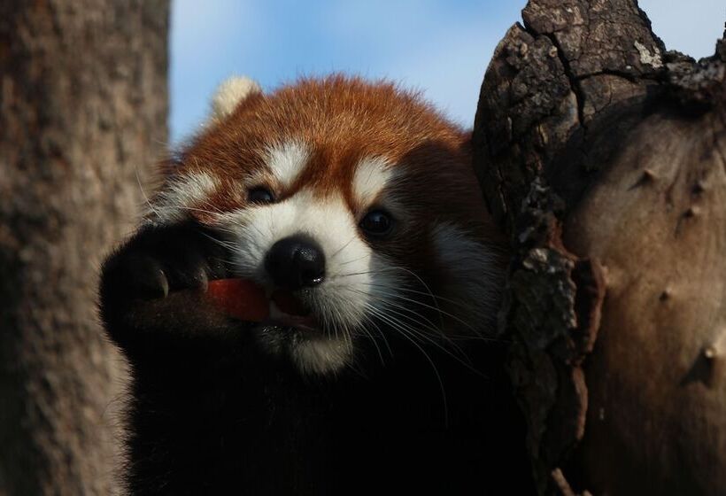 Номер Superior, Miyako City Osaka Tennoji