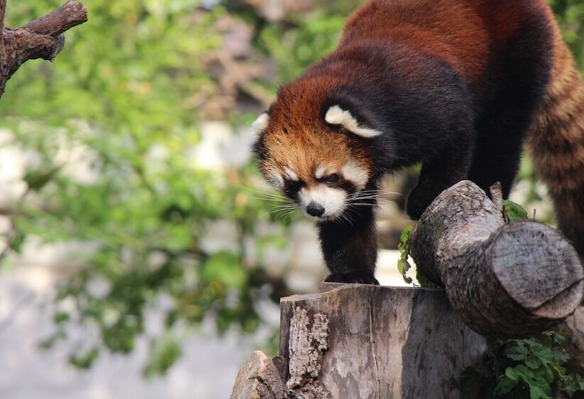 Номер Стандарт, Miyako City Osaka Tennoji