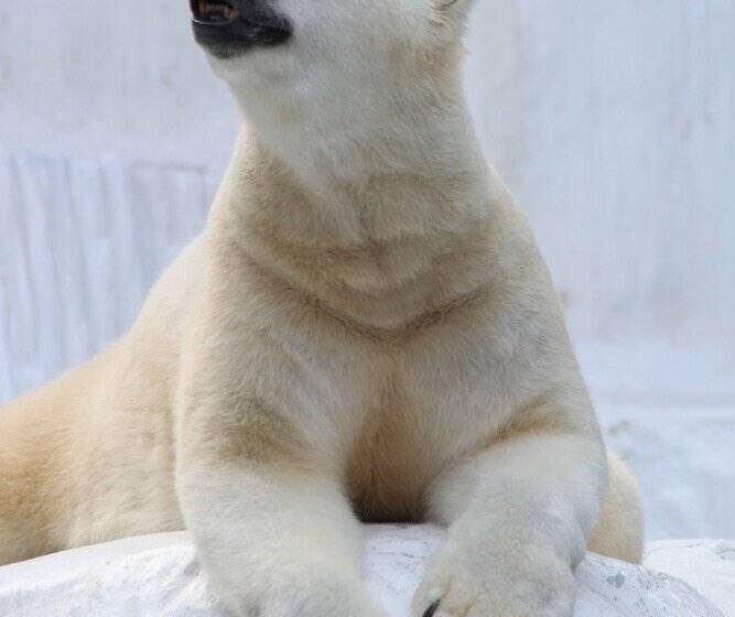 Номер Стандарт, Miyako City Osaka Tennoji