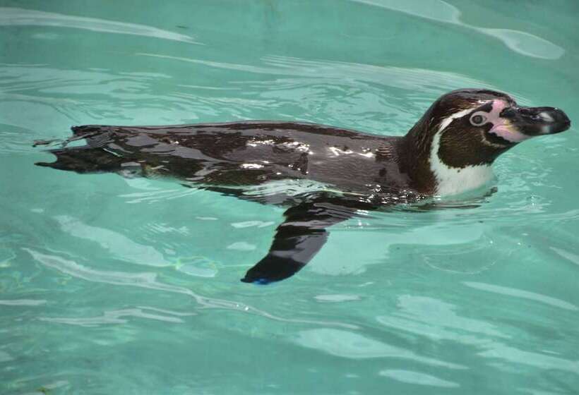 Номер Superior, Miyako City Osaka Tennoji