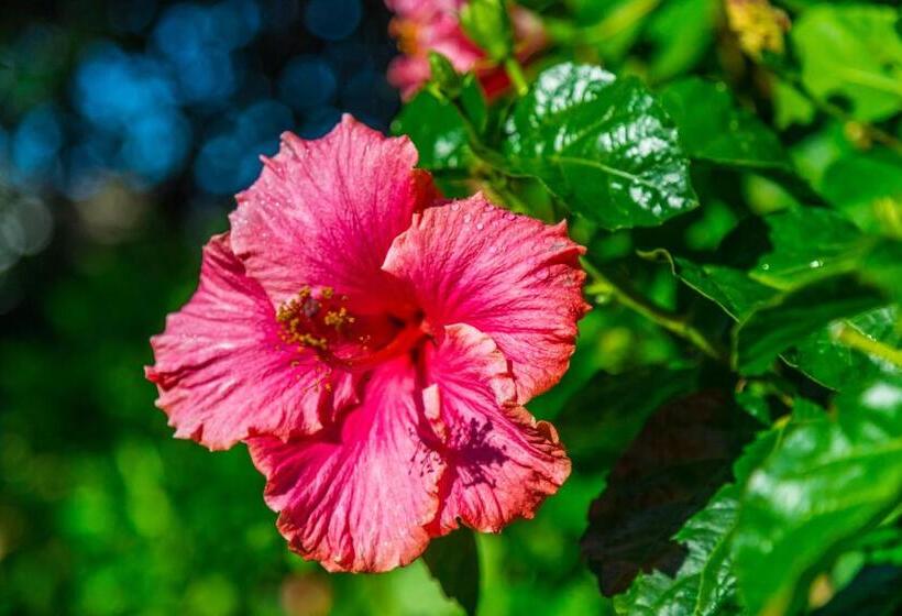 Standard Studio, Emerald Inn On Takapuna Beach