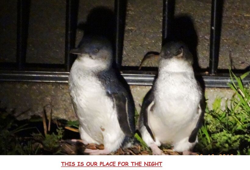 غرفة أساسية ثلاثية, Diamond Island Resort & Bicheno Penguin Show