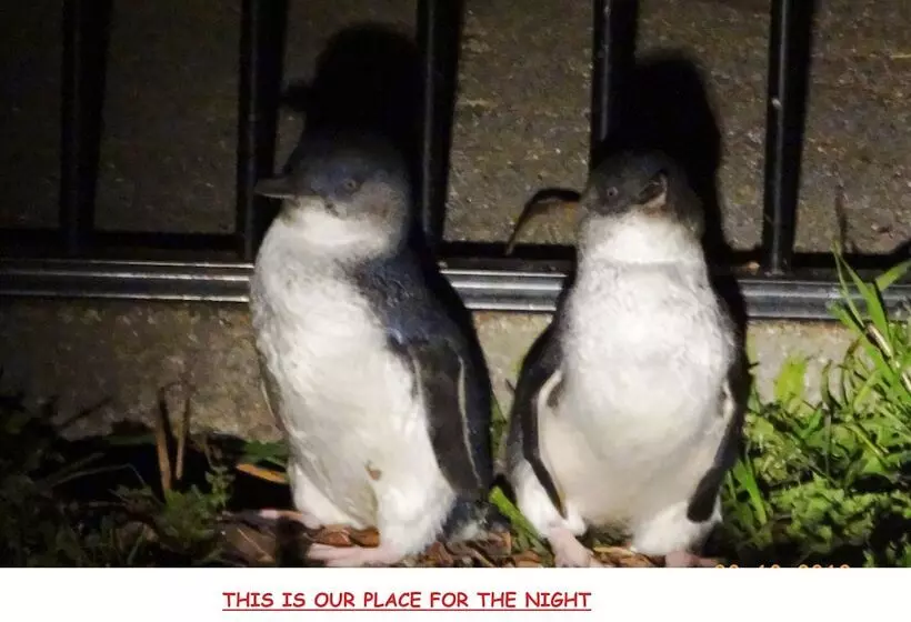 Basic Kolmen Hengen Huone, Diamond Island Resort & Bicheno Penguin Show