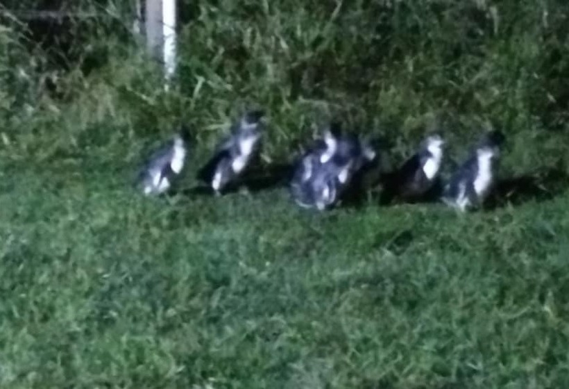 غرفة أساسية ثلاثية, Diamond Island Resort & Bicheno Penguin Show