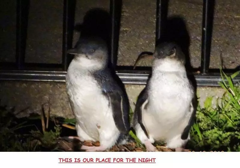 Basic Kolmen Hengen Huone, Diamond Island Resort & Bicheno Penguin Show