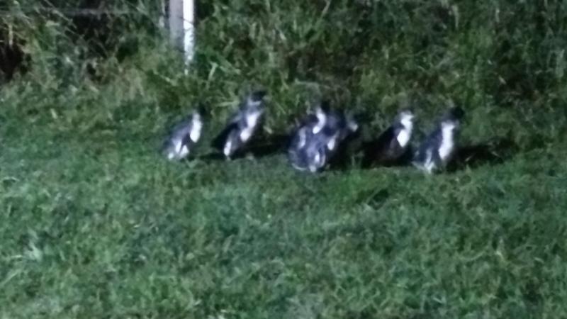 غرفة أساسية ثلاثية, Diamond Island Resort & Bicheno Penguin Show