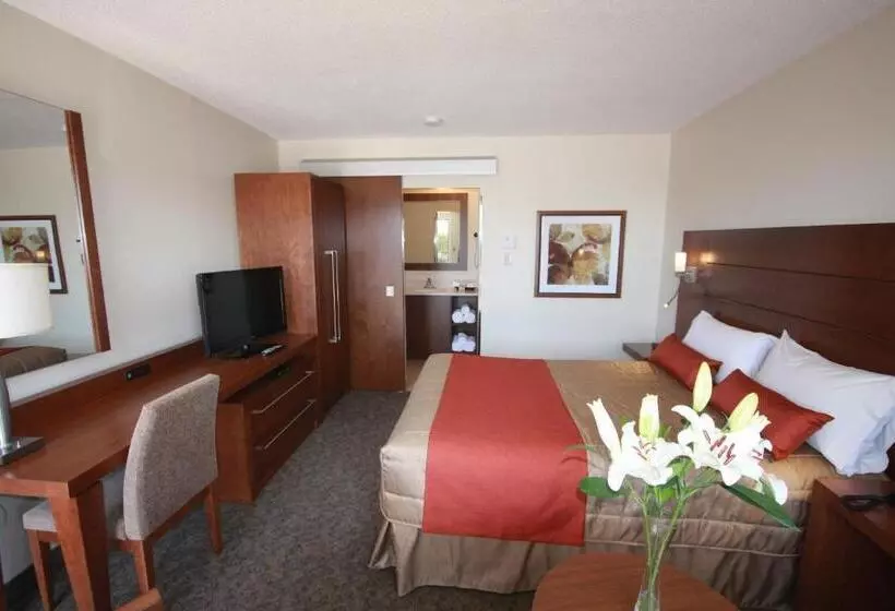 اتاق سوپریور, Motel Adam