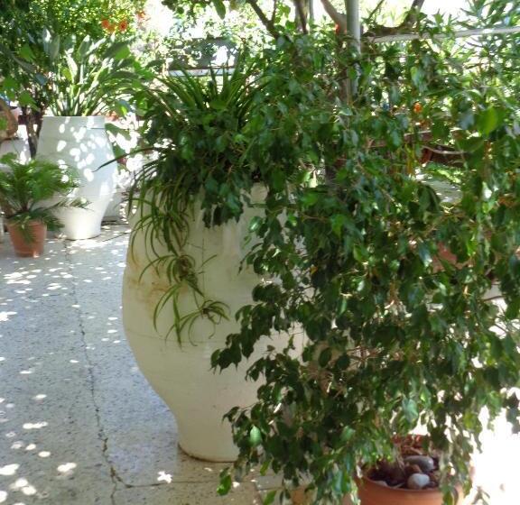 スタンダードルーム, Savas Rooms