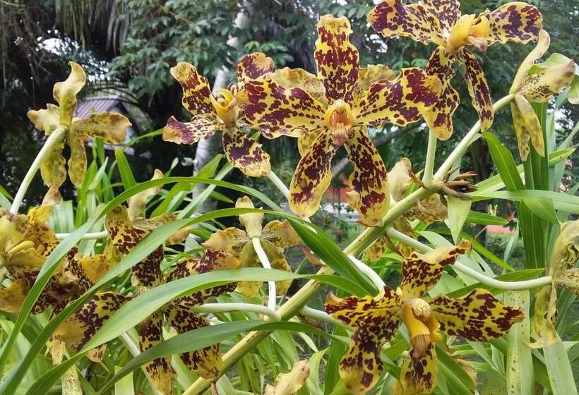 חדר סטנדרט עם מיטת קינג, Beautiful Flower Resort