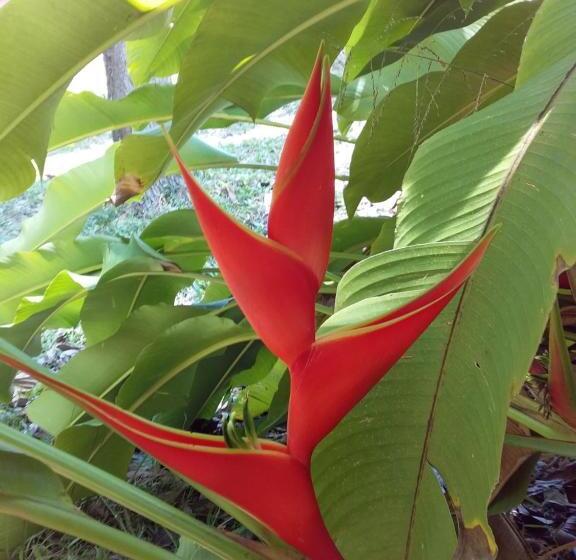 חדר סטנדרט עם מיטת קינג, Beautiful Flower Resort