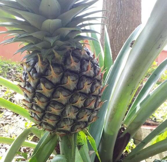 חדר סטנדרט עם מיטת קינג, Beautiful Flower Resort