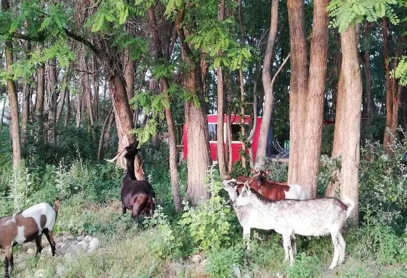 2ベッドルームハウス, Des Branches & Vous