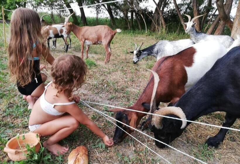 شاليه غرفة نوم واحدة, Des Branches & Vous