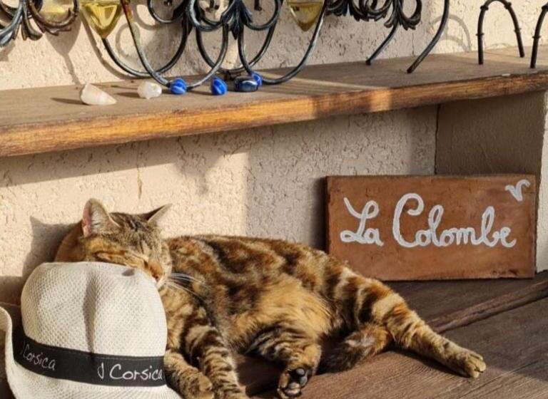 2 Sovrums Svit, La Colombe