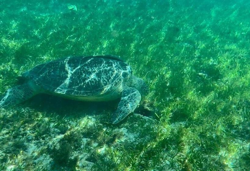 高级套房, Alibaba Bungalows