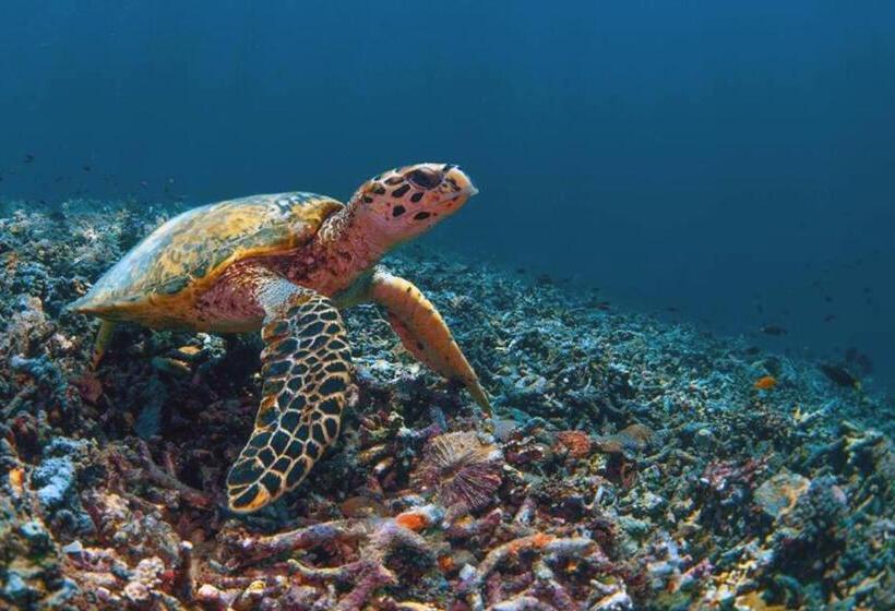 家庭套房, Alibaba Bungalows