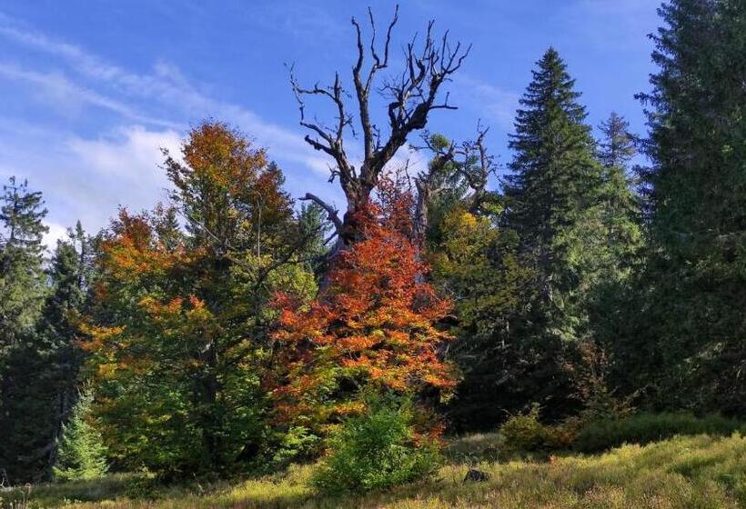 テラス付きスタンダードワンルーム, Schachten