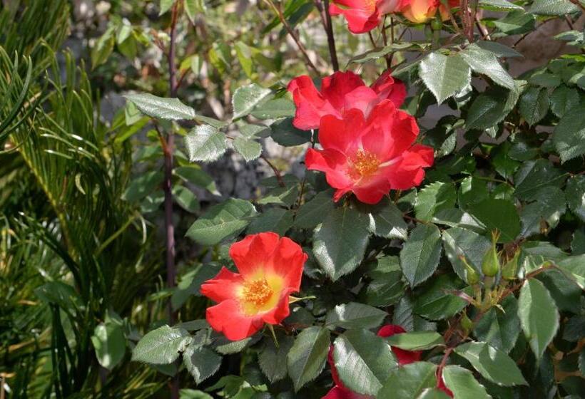 Habitació Deluxe, Astra