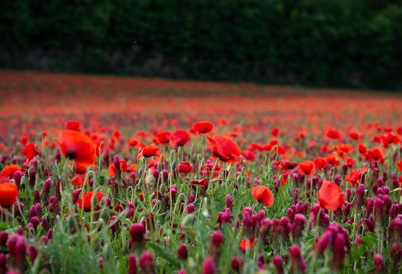 اتاق استاندارد, Agriturismo Mocine