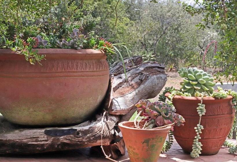 استودیوی سوپریور, Olesamara Collection