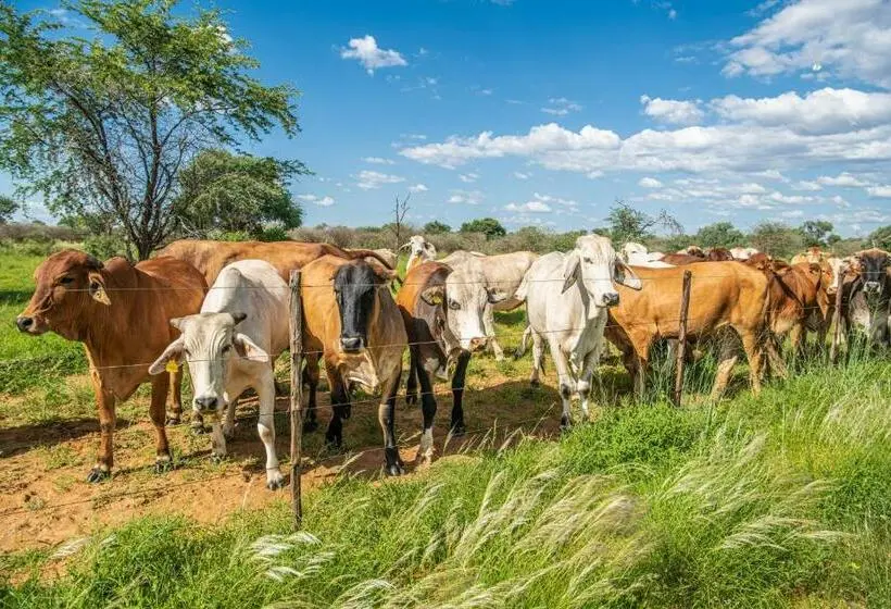 اتاق استاندارد, Farmstay Okakeua