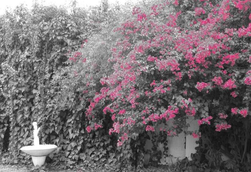 スタンダードルーム, La Maison