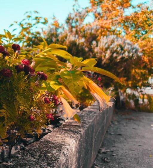 Triple Room Sea View, Rooms Bačić