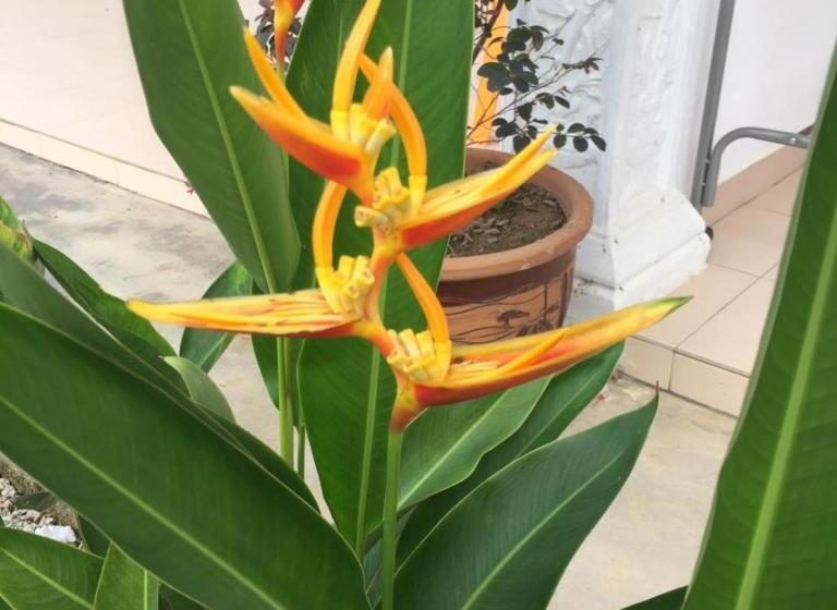 高级三人间, Alpha Motel