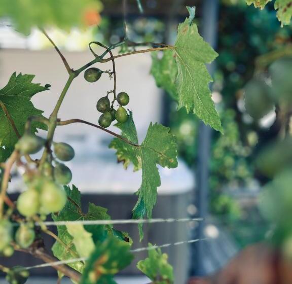 منزل غرفة نوم واحدة, ô Chambres D Hôtes