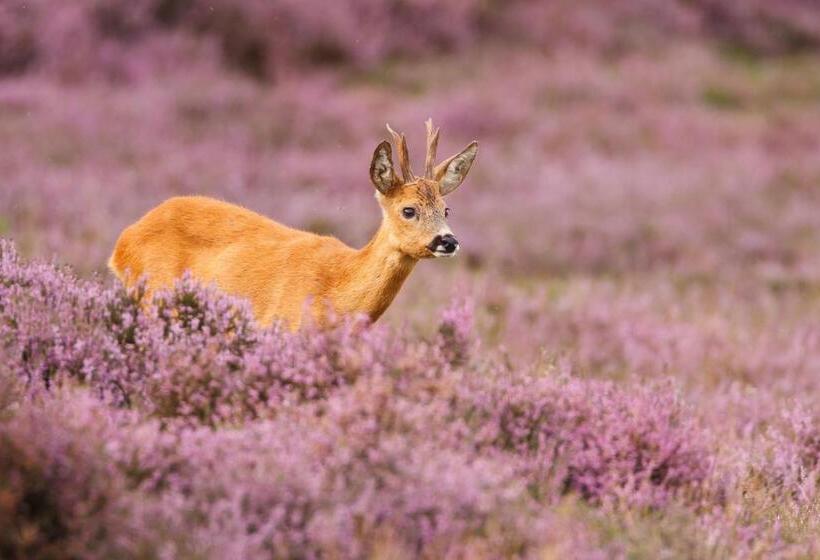 سوییت جونیور لوکس, Boutique Hotel Beekhuizen