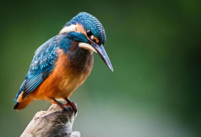 آپارتمان دوبلکس 1 خوابه, Boutique Hotel Beekhuizen