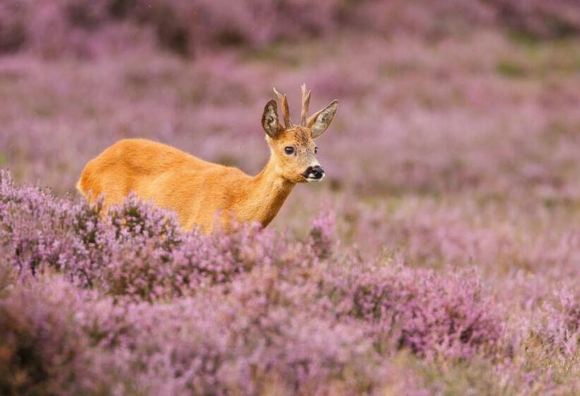 آپارتمان دوبلکس 1 خوابه, Boutique Hotel Beekhuizen